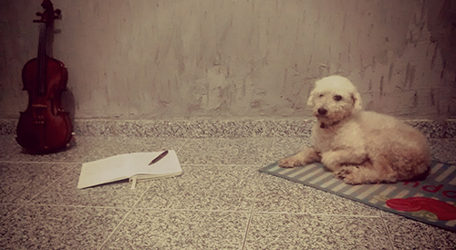 Um violino, um cachorro e um diário
